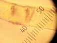 Phase Constrast Microscopy of a single image fiber from the Shroud of Turin
