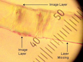 A single image fiber from the Shroud of Turin