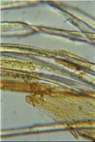 Microscopic view of fibers from the carbon 14 area when dissolved in water.