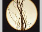 Shroud of Turin fiber from the center of the carbon 14 sample